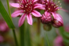 Blume_0086
