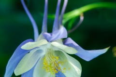 Blume_05_2004_-5