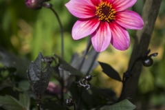 Blumen-Pram-051