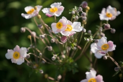 Blumen-Pram-11
