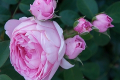 Blumen-Terrasse-2013-2-10