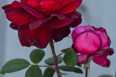 Blumen-Terrasse-2013-2-13