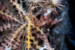 Distel_0259
