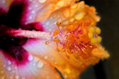 Hibiskus-Blüte_0024-1