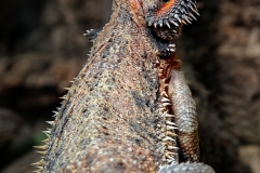 Leguan_0186