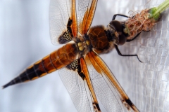 Libelle_0073