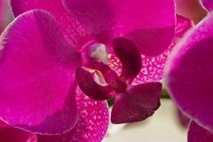 Orchidee-13-19-Focus
