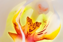Orchidee_007-1