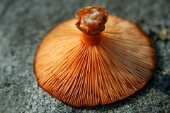 Pilz_0141