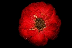 Rose_0035-scharf