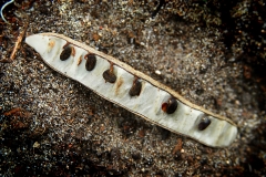 Samenkapsel_0051