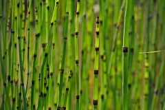 Schilfgras_0190