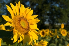 Sonnenblumenfeld-09