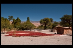 Argentinien_11_436-5