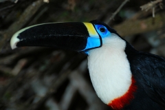 Peru-1-J-146