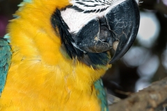 Peru-1-J-198-2