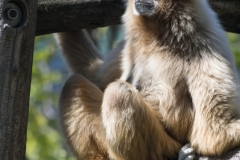 Zoo-123