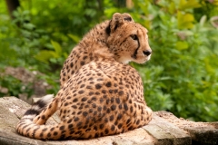 Zoo-Selina-23