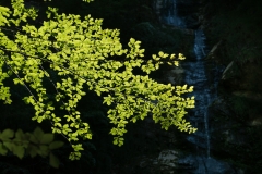 Treffling-Wasser-077